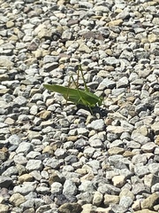 Scudderia curvicauda