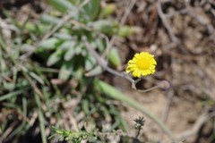 Crassothonna capensis