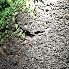 Hemidactylus triedrus