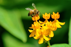 Apis mellifera