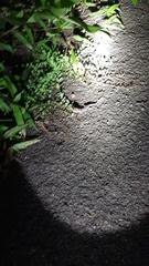 Hemidactylus triedrus