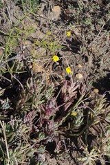 Crassothonna capensis