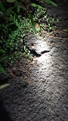 Hemidactylus triedrus