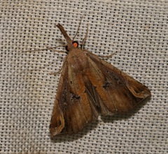 Hypena labatalis