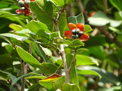 Ochnaceae