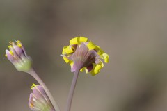 Crassothonna capensis