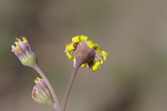 Crassothonna capensis
