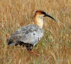 Theristicus branickii