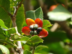 Ochnaceae