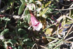 Pachypodium bispinosum