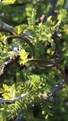 Dichrostachys
