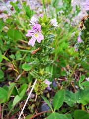 Euphrasia