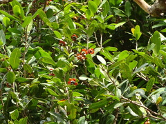 Ochnaceae