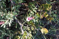 Pachypodium bispinosum