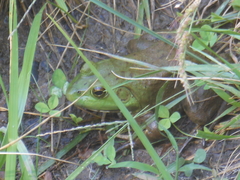 Lithobates catesbeianus