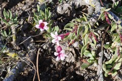 Pachypodium bispinosum