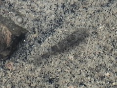 Crangon septemspinosa