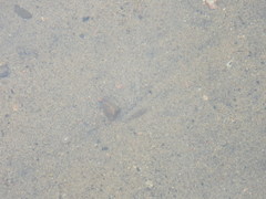 Crangon septemspinosa