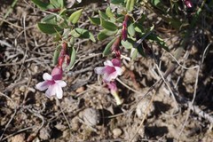 Pachypodium bispinosum