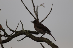 Turdus ignobilis