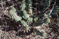 Euphorbia mammillaris