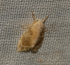 Schistophleps bipuncta