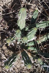 Euphorbia mammillaris