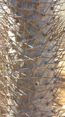 Pachypodium