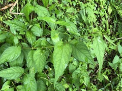 Cyclocodon lancifolius