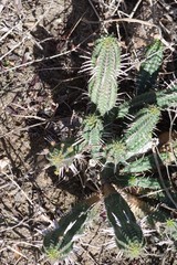 Euphorbia mammillaris