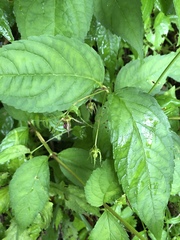 Cyclocodon lancifolius