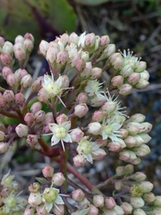 Hylotelephium maximum