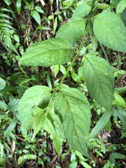 Cyclocodon lancifolius