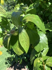 Calycanthus chinensis