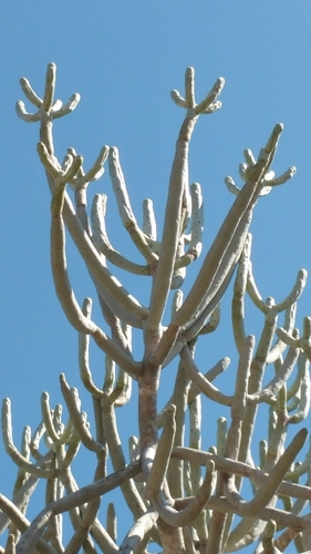 Euphorbia famatamboay