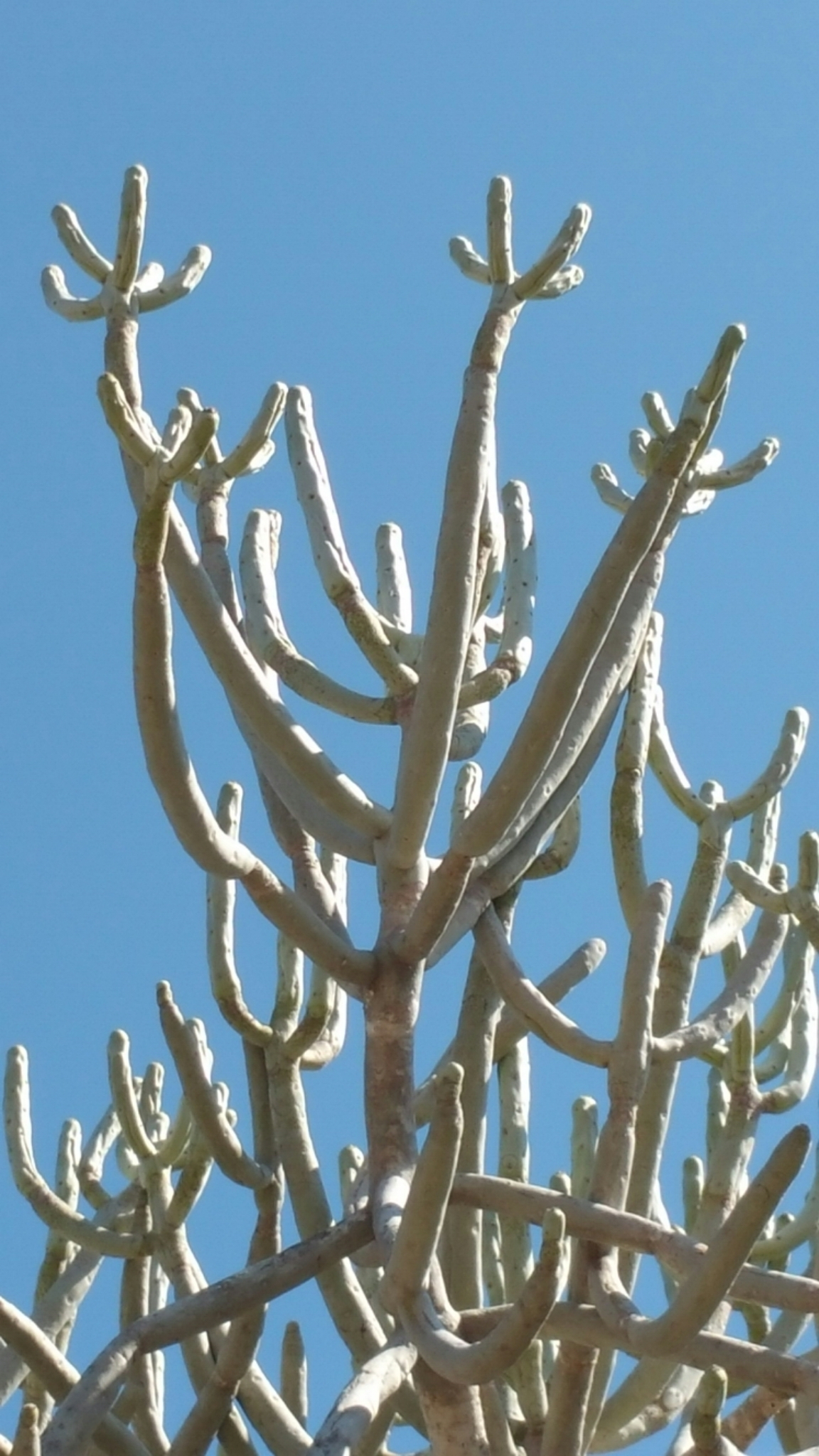 Euphorbia famatamboay