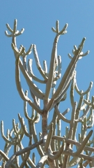 Euphorbia famatamboay subsp. itampolensis image