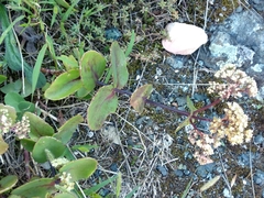 Hylotelephium maximum