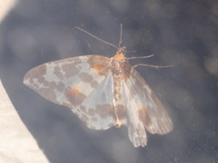 Abraxas amicula-illuminata