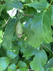 Calycanthus chinensis