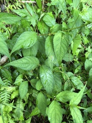 Cyclocodon lancifolius