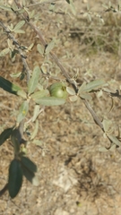 Solanum heinianum image