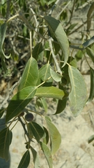 Ficus marmorata image