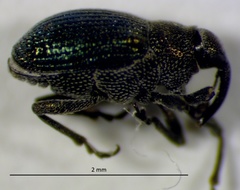 Ceutorhynchus erysimi