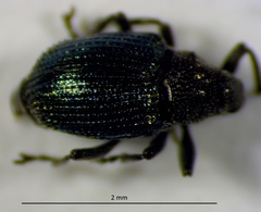 Ceutorhynchus erysimi