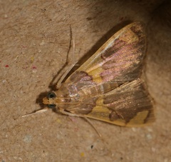 Rehimena phrynealis