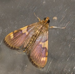 Rehimena phrynealis