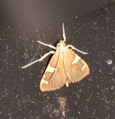 Rehimena phrynealis