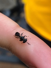 Clitemnestra bipunctata