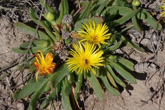 Glottiphyllum longum